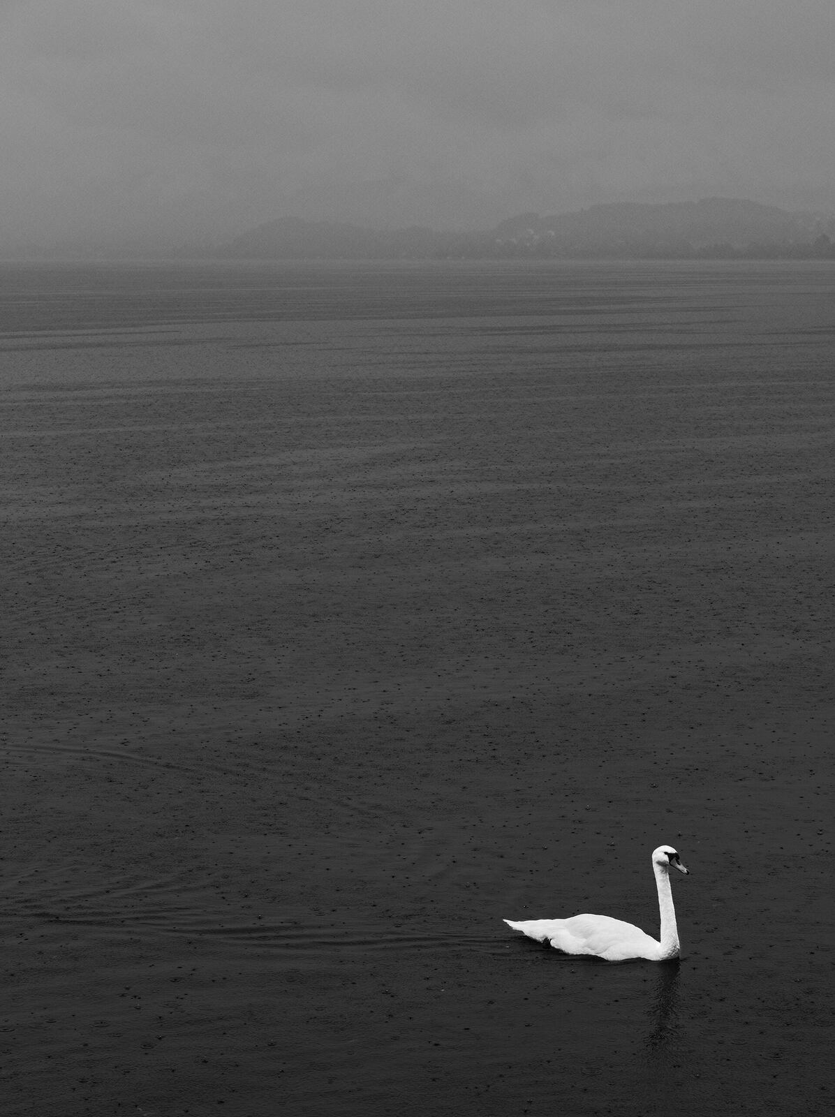 There are grey days in life, just not when a swan passes by.